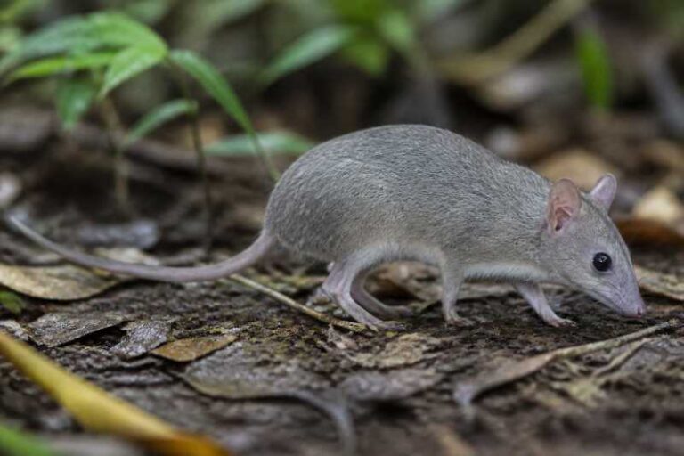 Image of a Saint Michel Nesophontes in its natural habitat