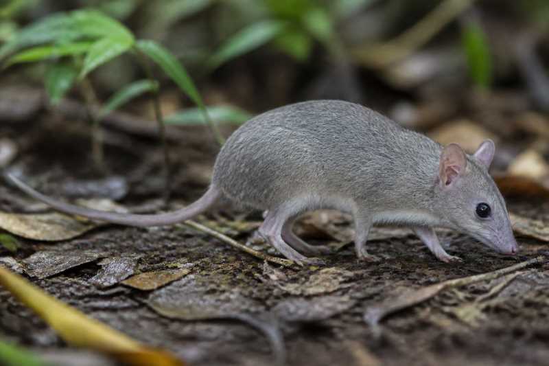 Image of a Saint Michel Nesophontes in its natural habitat