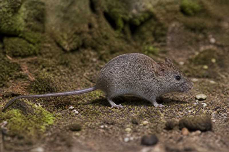Image of a Saint Vincent Pygmy Rice Rat in its natural habitat