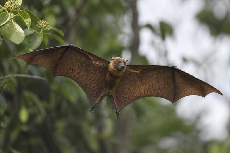 Image of a Salim Ali's Fruit Bat in its natural habitat
