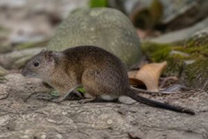 Image of a Salokko Rat in its natural habitat