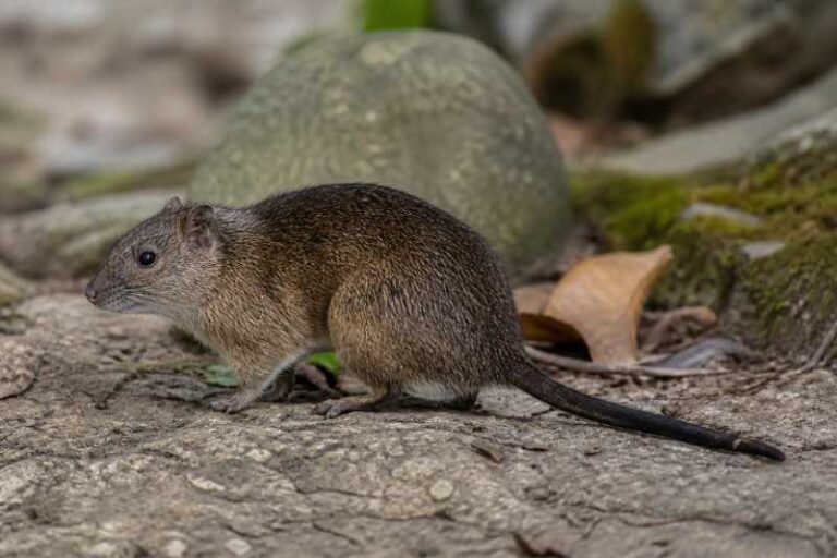 Image of a Salokko Rat in its natural habitat