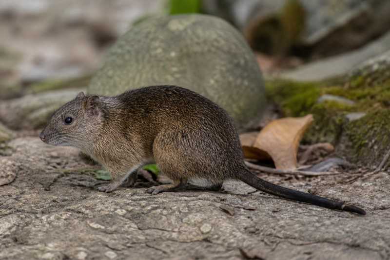 Image of a Salokko Rat in its natural habitat