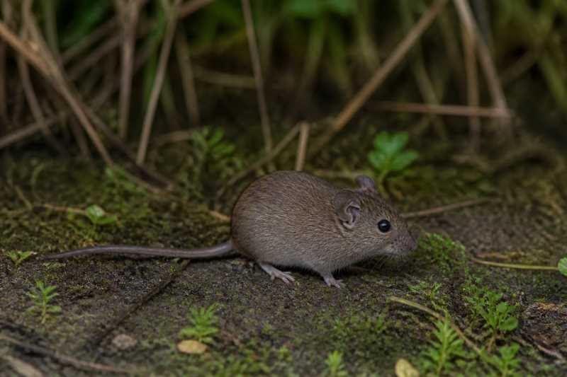 Image of a San Javier's Pygmy Rice Rat in its natural habitat