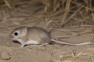 Image of a San Joaquin Pocket Mouse in its natural habitat