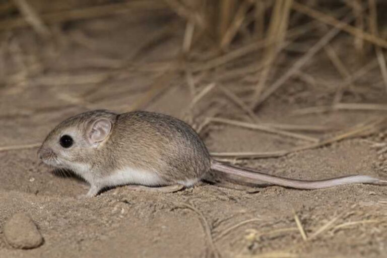 Image of a San Joaquin Pocket Mouse in its natural habitat