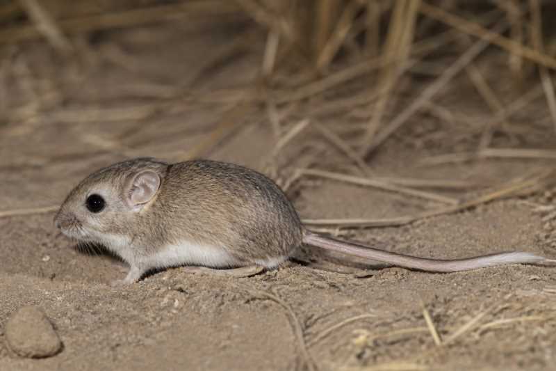 Image of a San Joaquin Pocket Mouse in its natural habitat