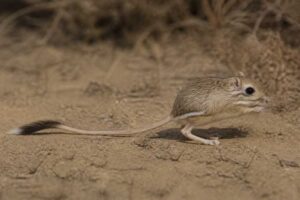 Image of a San Quintin Kangaroo Rat in its natural habitat