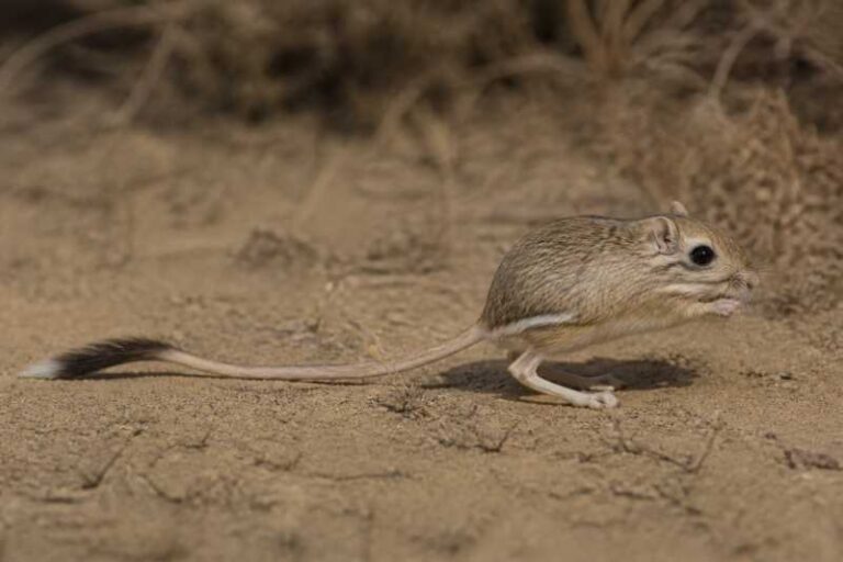 Image of a San Quintin Kangaroo Rat in its natural habitat