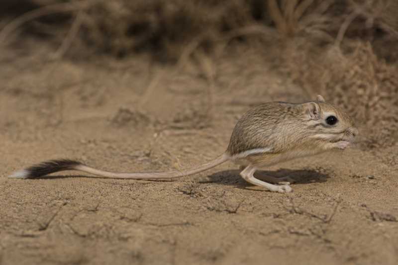 Image of a San Quintin Kangaroo Rat in its natural habitat
