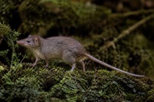 Image of a Sangay Shrew-opossum in its natural habitat