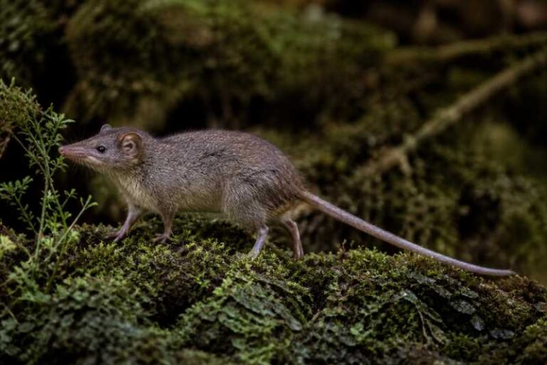 Image of a Sangay Shrew-opossum in its natural habitat