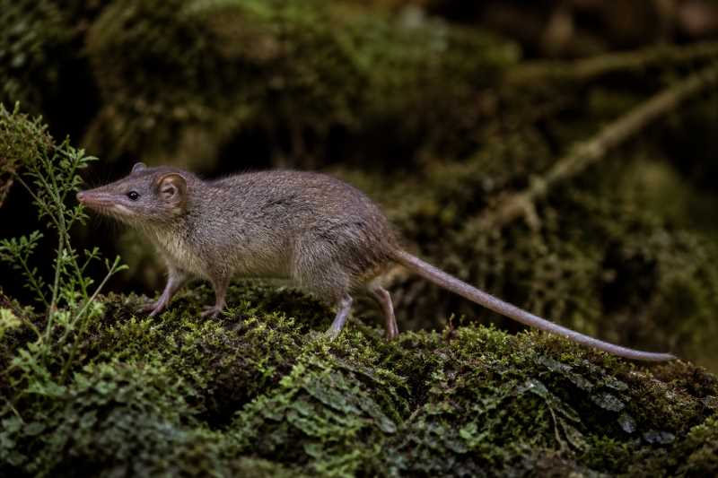 Image of a Sangay Shrew-opossum in its natural habitat