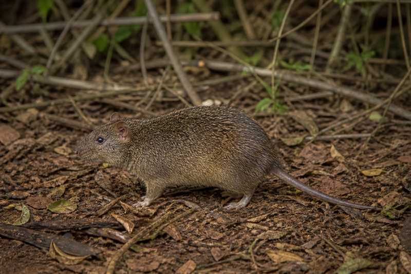 Image of a Sao Paulo Spiny-rat in its natural habitat