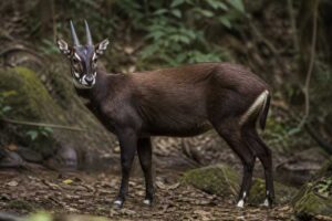 Image of a Saola in its natural habitat