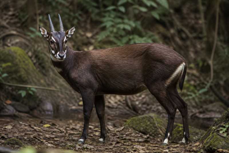 Image of a Saola in its natural habitat