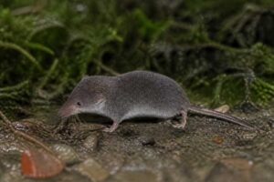 Image of a Saussure's Shrew in its natural habitat