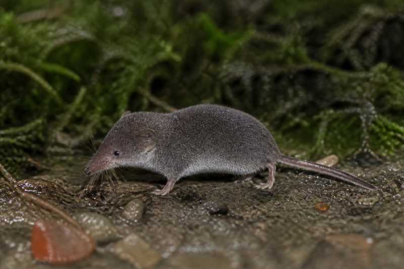 Image of a Saussure's Shrew in its natural habitat