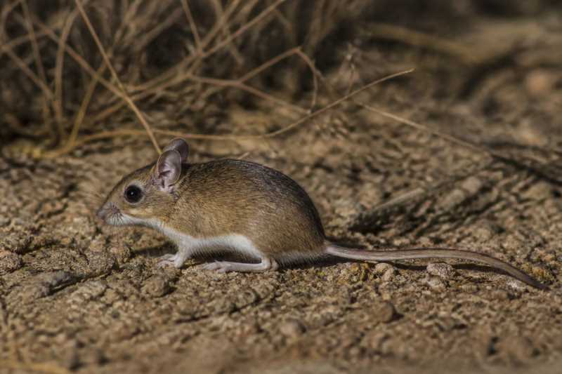 Image of a Schmidly's Deermouse in its natural habitat
