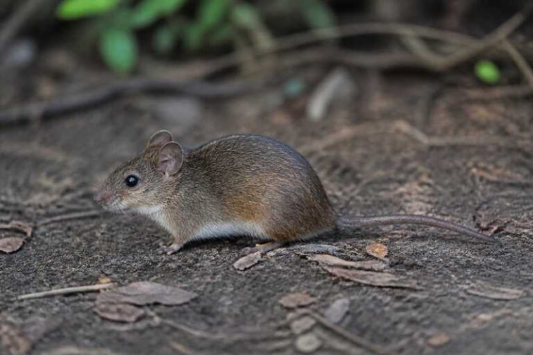 Image of a Schouteden's Thicket Rat in its natural habitat