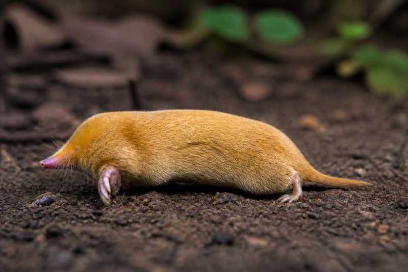 Image of a Sclater's Golden Mole in its natural habitat