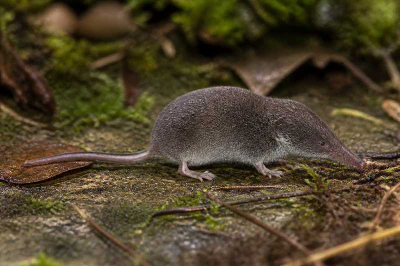 Image of a Sclater's Shrew in its natural habitat