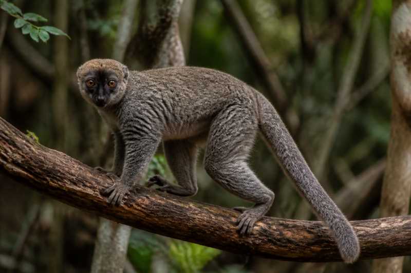 Image of a Seal's Sportive Lemur in its natural habitat