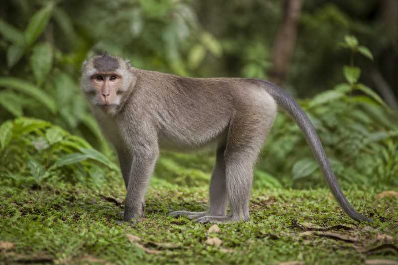 Image of a Sela Macaque in its natural habitat
