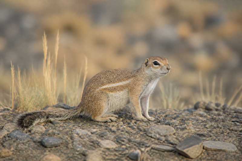 Image of a Selevin's Ground Squirrel in its natural habitat