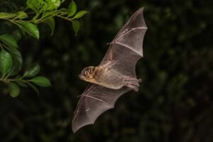 Image of a Seminole Bat in its natural habitat