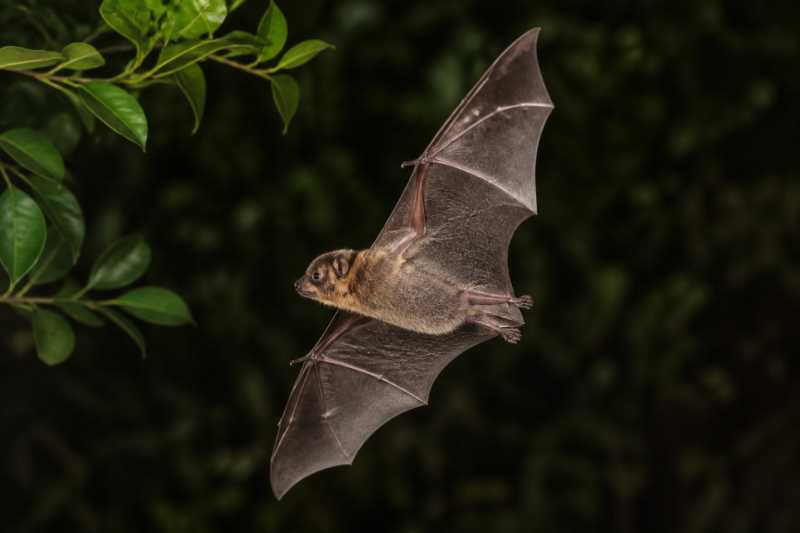 Image of a Seminole Bat in its natural habitat