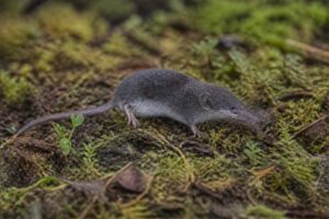 Image of a Serezkaya White-toothed Shrew in its natural habitat