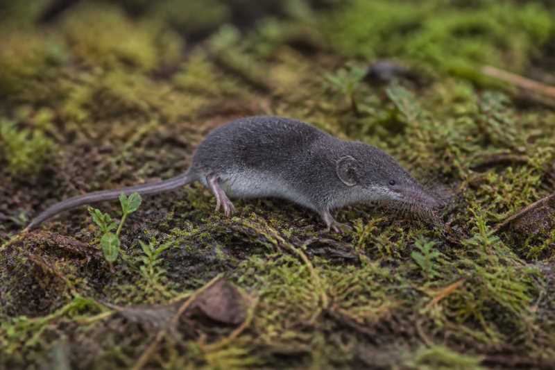 Image of a Serezkaya White-toothed Shrew in its natural habitat