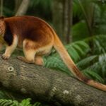 Image of a Seri's Tree Kangaroo in its natural habitat