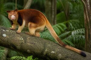 Image of a Seri's Tree Kangaroo in its natural habitat