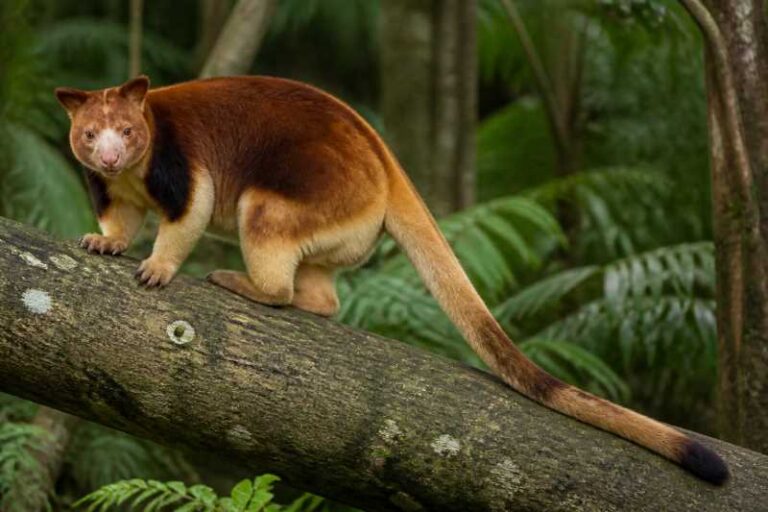 Image of a Seri's Tree Kangaroo in its natural habitat