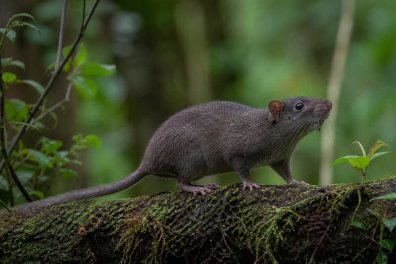 Image of a Serra da Mantiqueira Atlantic Tree-rat in its natural habitat
