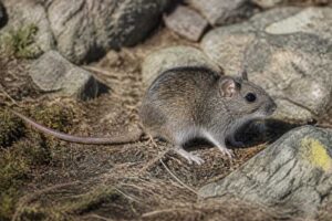 Image of a Serrano Bristly Mouse in its natural habitat