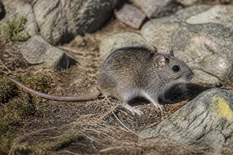 Image of a Serrano Bristly Mouse in its natural habitat
