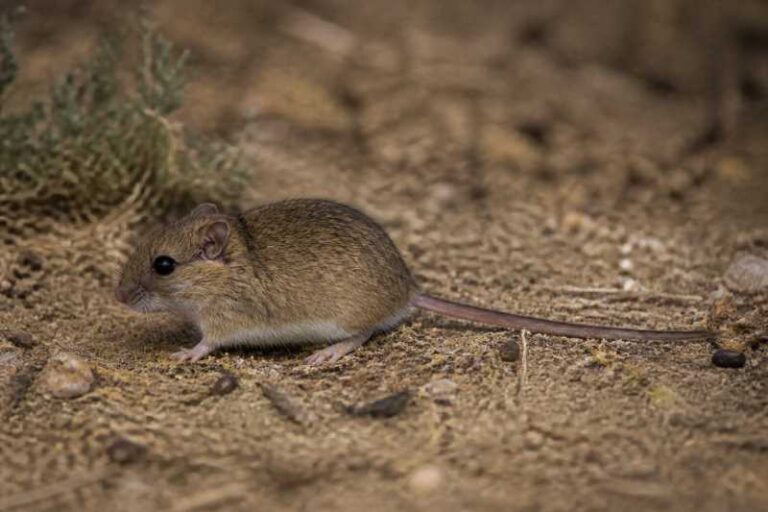 Image of a Servant Mouse in its natural habitat