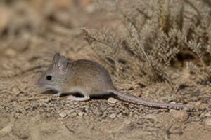 Image of a Setzer's Mouse in its natural habitat