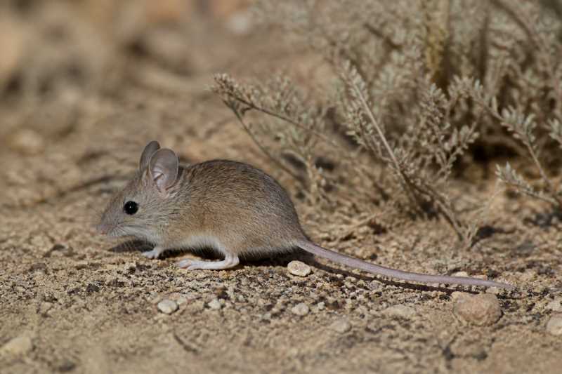 Image of a Setzer's Mouse in its natural habitat