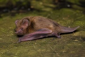 Image of a Seychelles Sheath-tailed Bat in its natural habitat