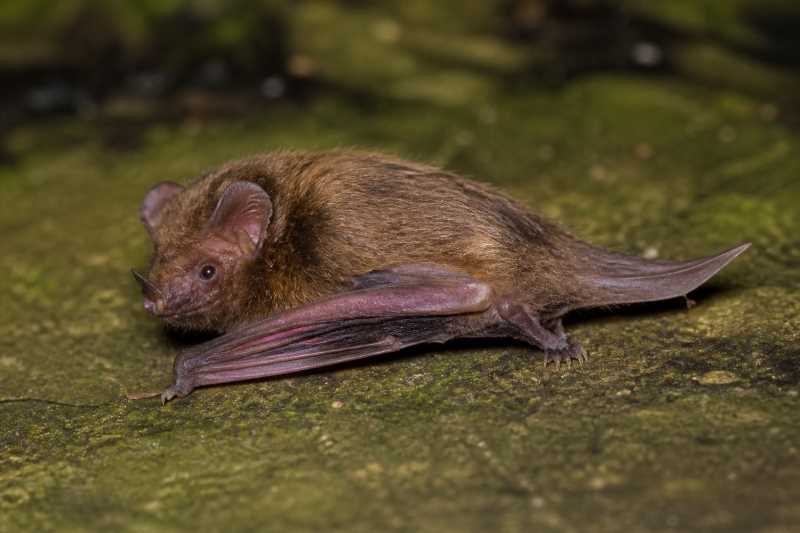 Image of a Seychelles Sheath-tailed Bat in its natural habitat