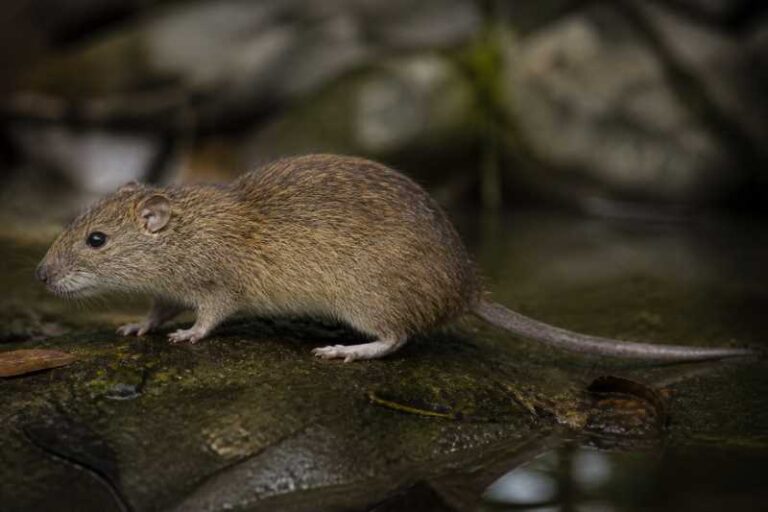Image of a Shaw Mayer's Water Rat in its natural habitat