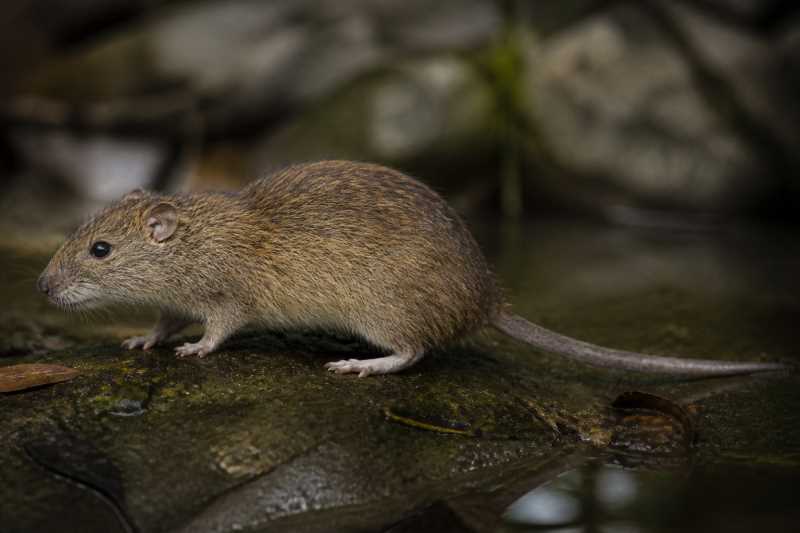 Image of a Shaw Mayer's Water Rat in its natural habitat