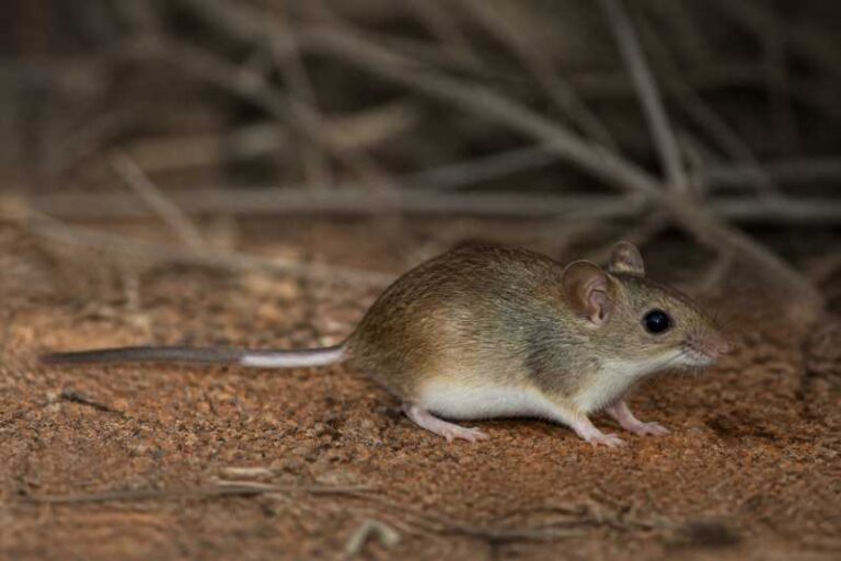 Image of a Sheath-tailed Mouse in its natural habitat