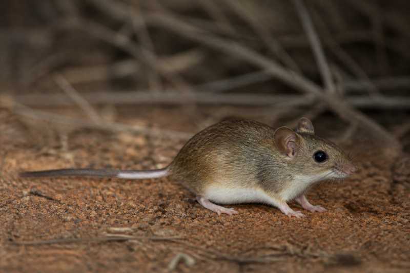 Image of a Sheath-tailed Mouse in its natural habitat
