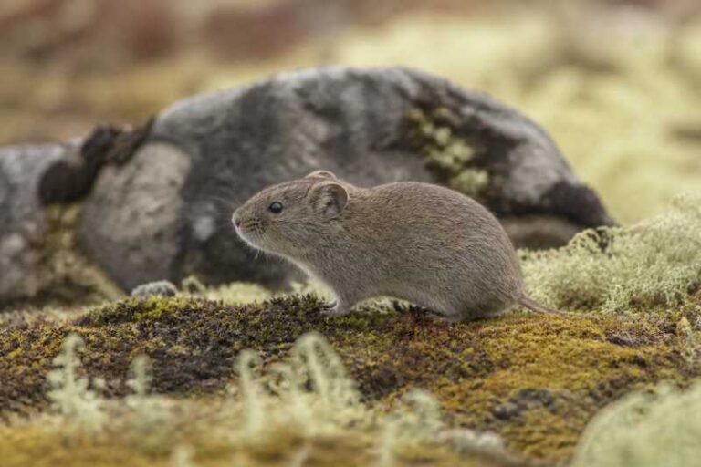 Image of a Shergyla Mountain Vole in its natural habitat
