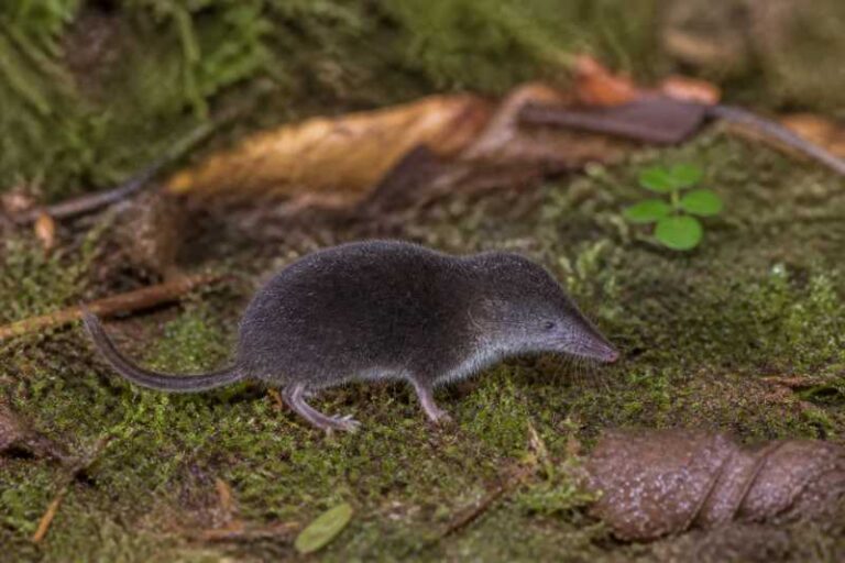 Image of a Sherman's Short-tailed Shrew in its natural habitat